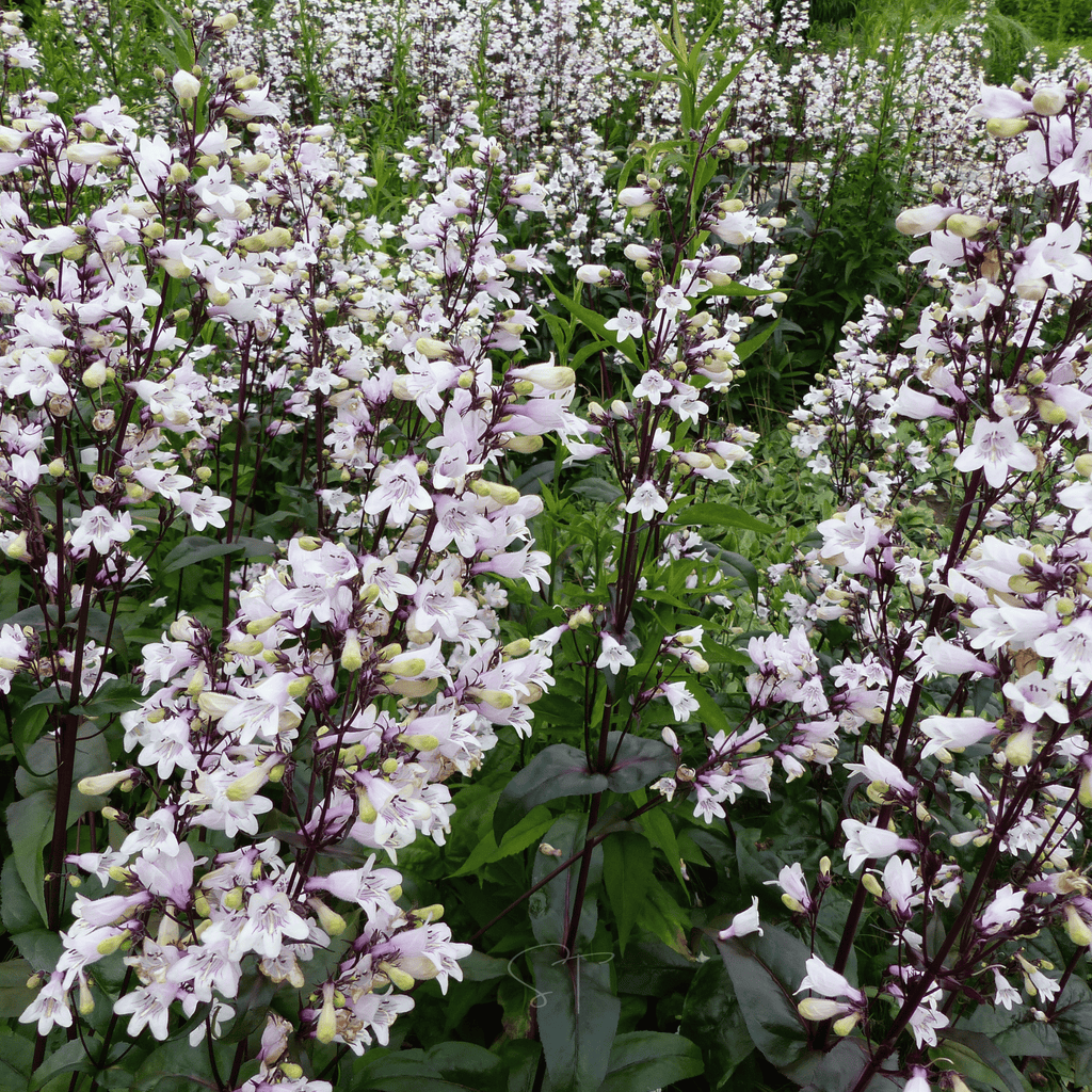 Beardtongue Foxglove – 200 Seeds Southern Seeds