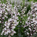 Beardtongue Foxglove – 200 Seeds Southern Seeds