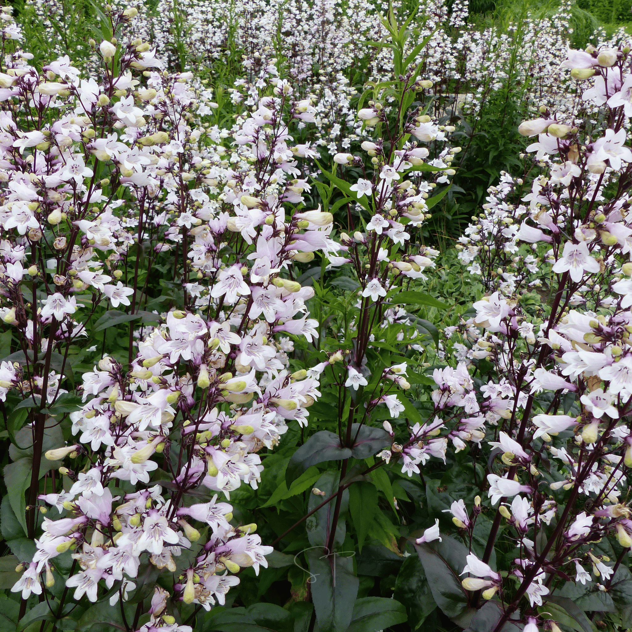 Beardtongue Foxglove – 200 Seeds Southern Seeds