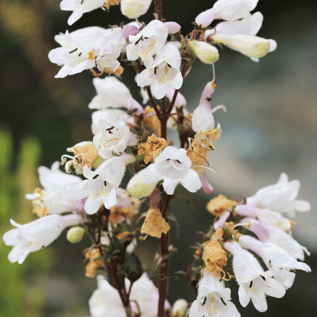 Beardtongue Foxglove – 200 Seeds Southern Seeds