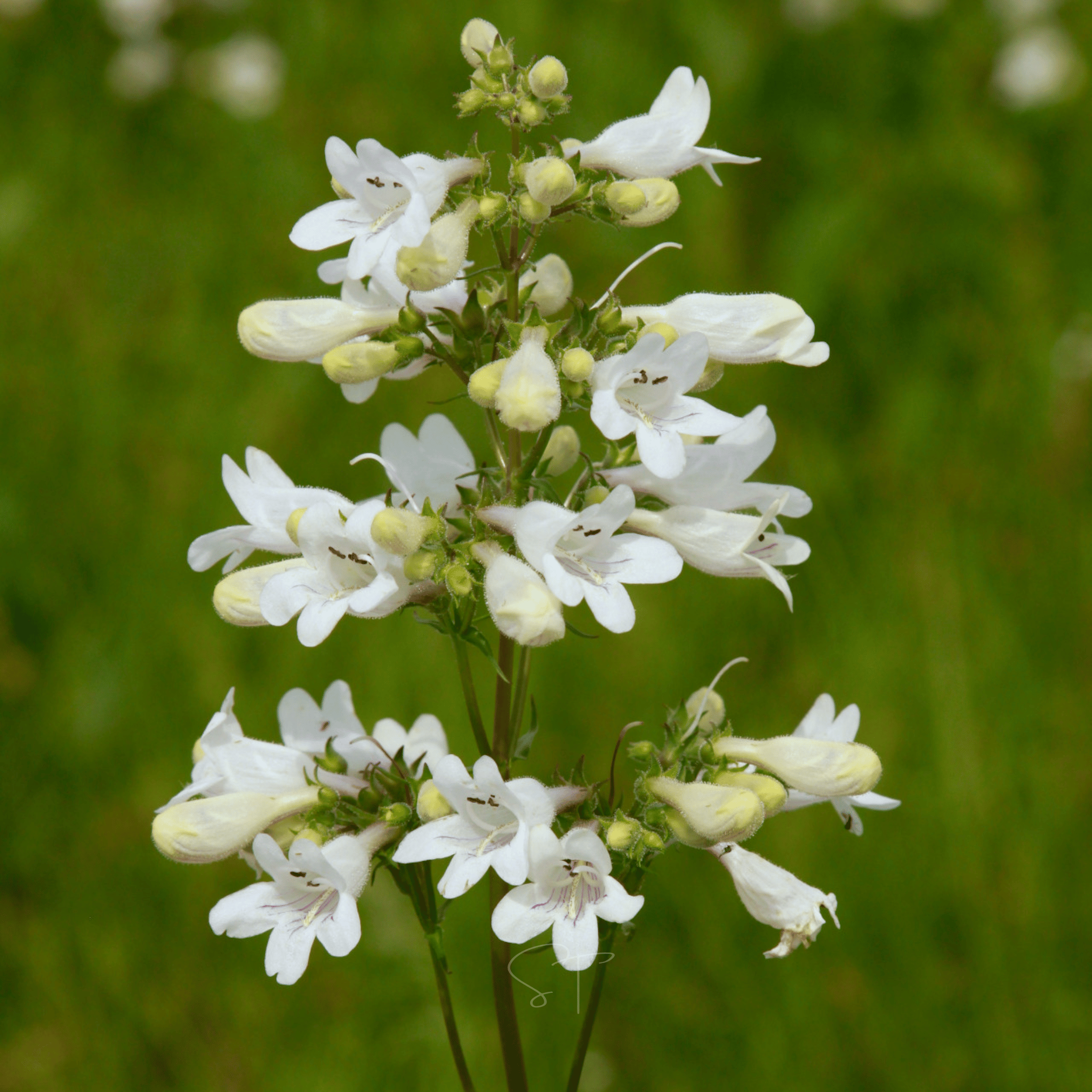 Beardtongue Foxglove – 200 Seeds Southern Seeds