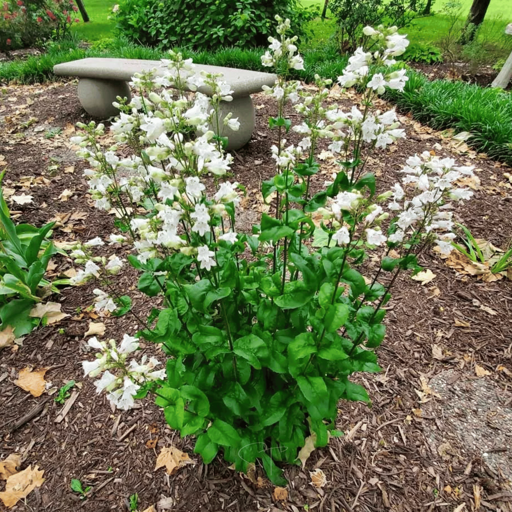 Beardtongue Foxglove – 200 Seeds Southern Seeds