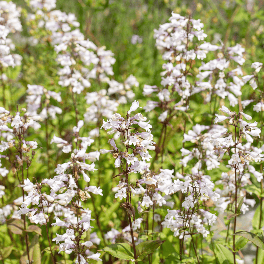 Beardtongue Foxglove – 200 Seeds Southern Seeds