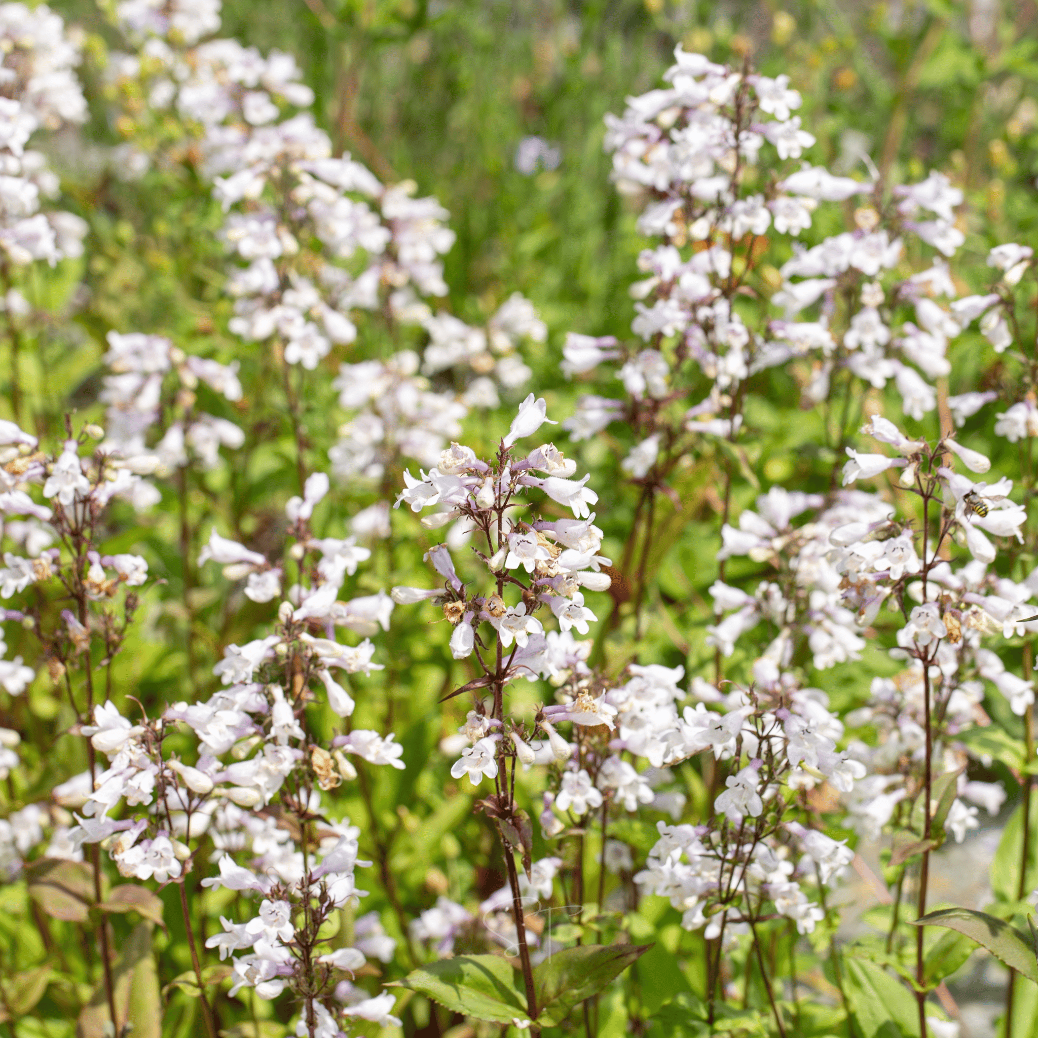 Beardtongue Foxglove – 200 Seeds Southern Seeds