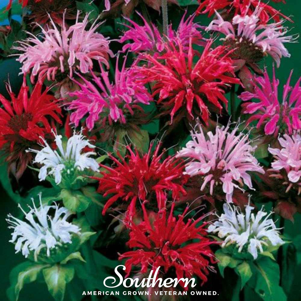Monarda Bee Balm Mix – 20 Seeds Southern Seeds