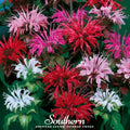Monarda Bee Balm Mix – 20 Seeds Southern Seeds
