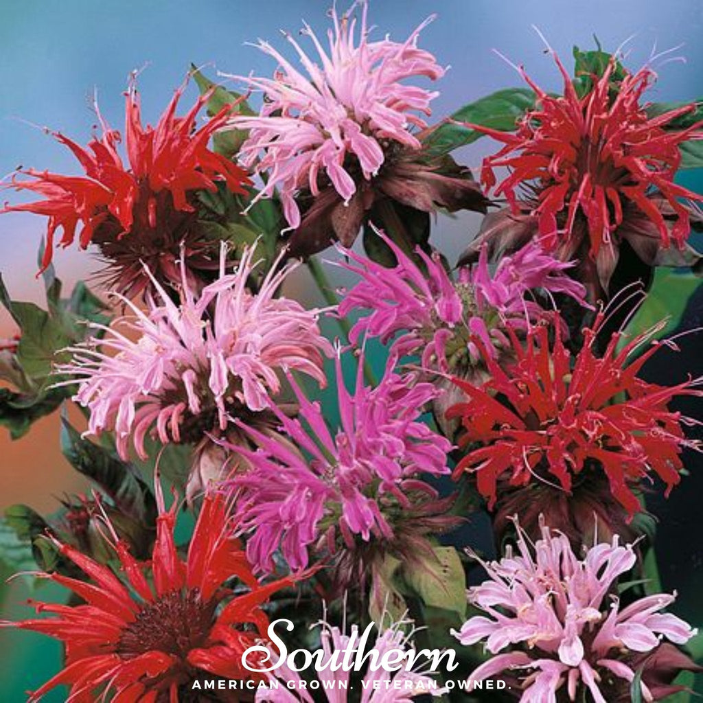 Monarda Bee Balm Mix – 20 Seeds Southern Seeds