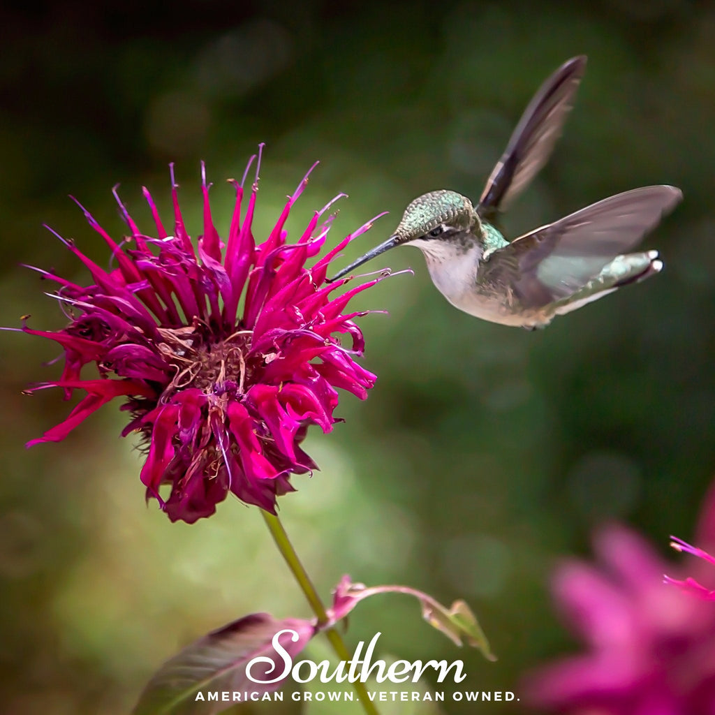 Monarda Bee Balm Mix – 20 Seeds Southern Seeds