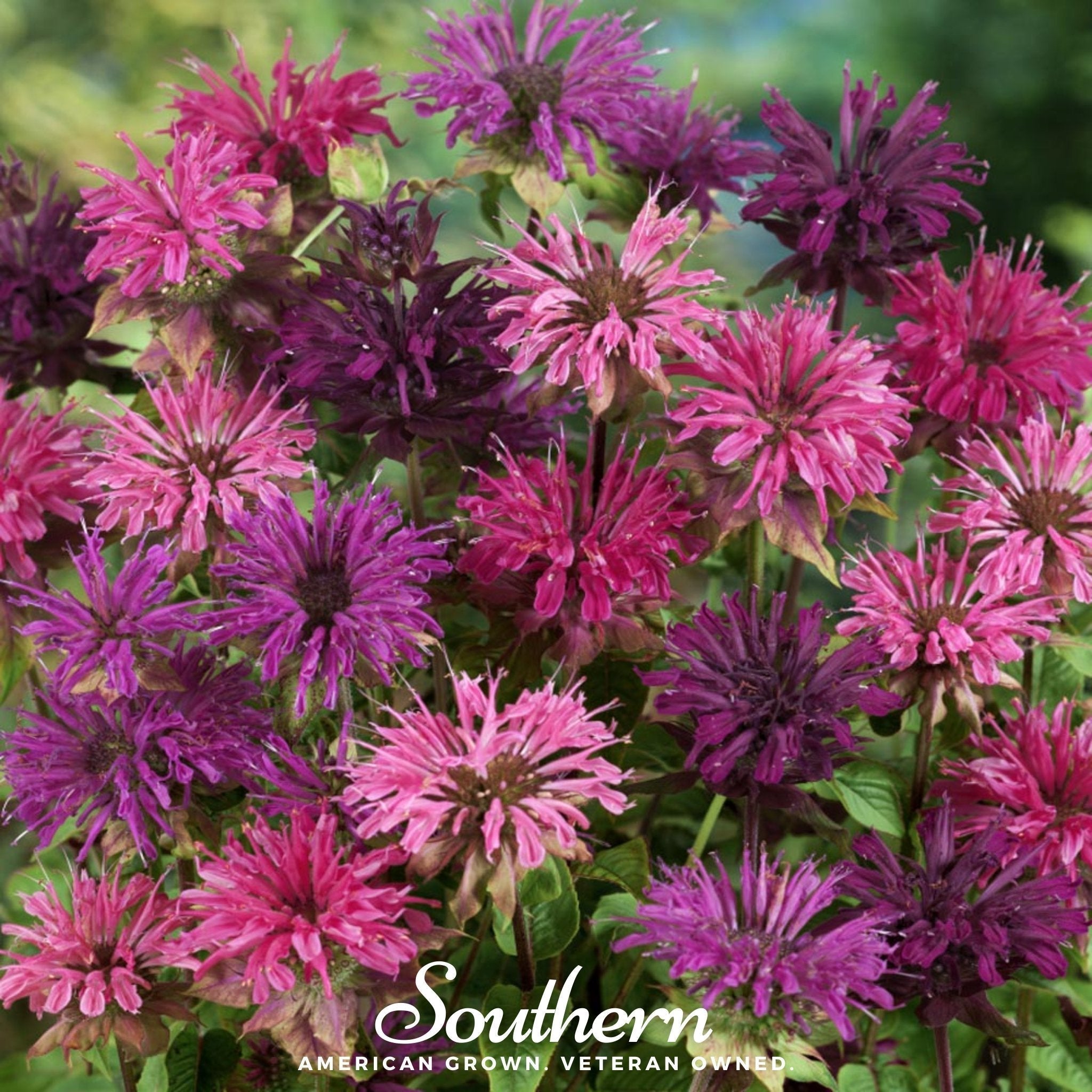 Monarda Bee Balm Mix – 20 Seeds Southern Seeds