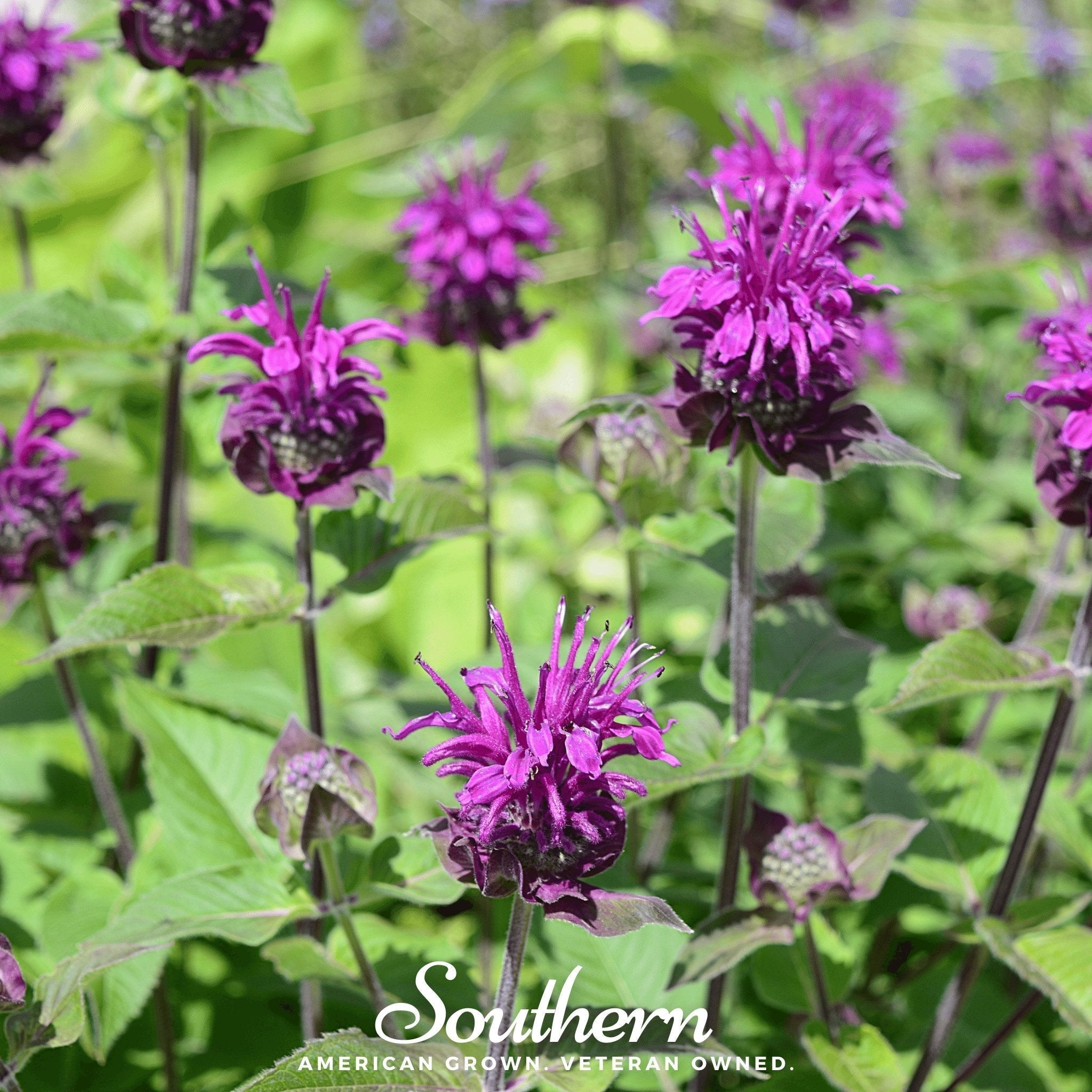 Purple Bee Balm – 50 Seeds Southern Seeds