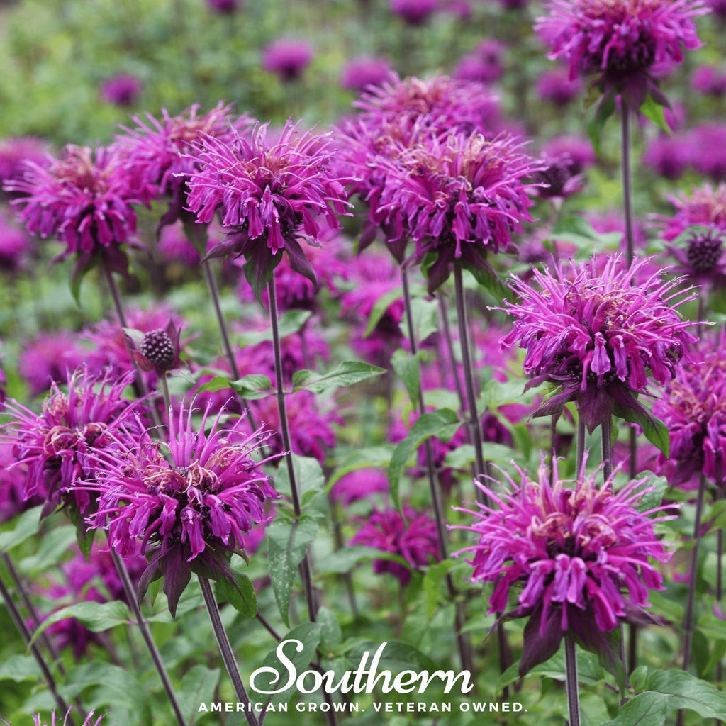 Purple Bee Balm – 50 Seeds Southern Seeds