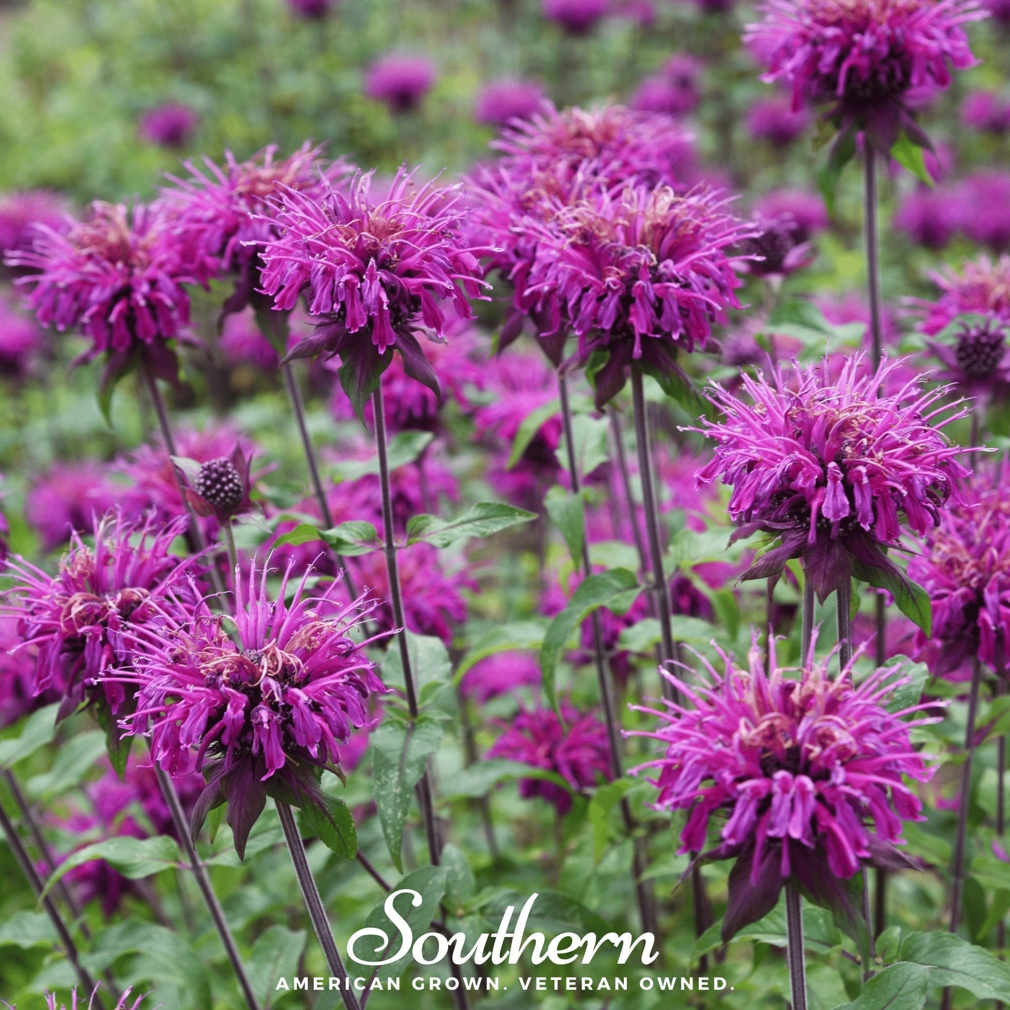 Purple Bee Balm – 50 Seeds Southern Seeds