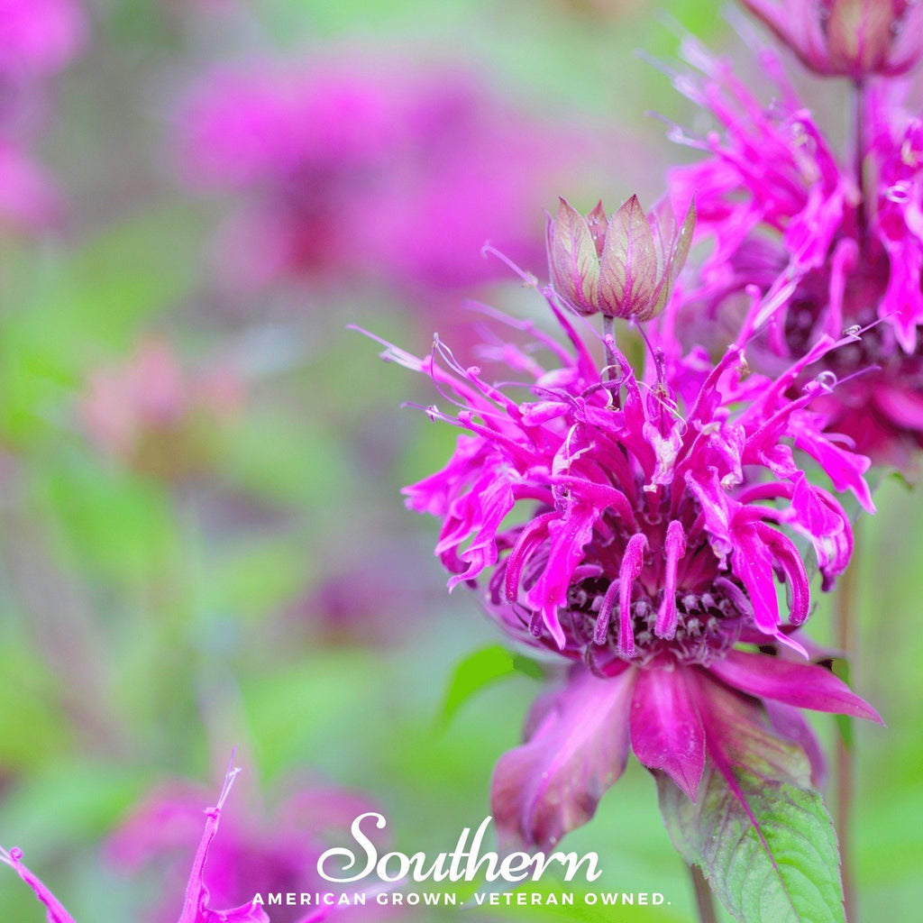 Purple Bee Balm – 50 Seeds Southern Seeds