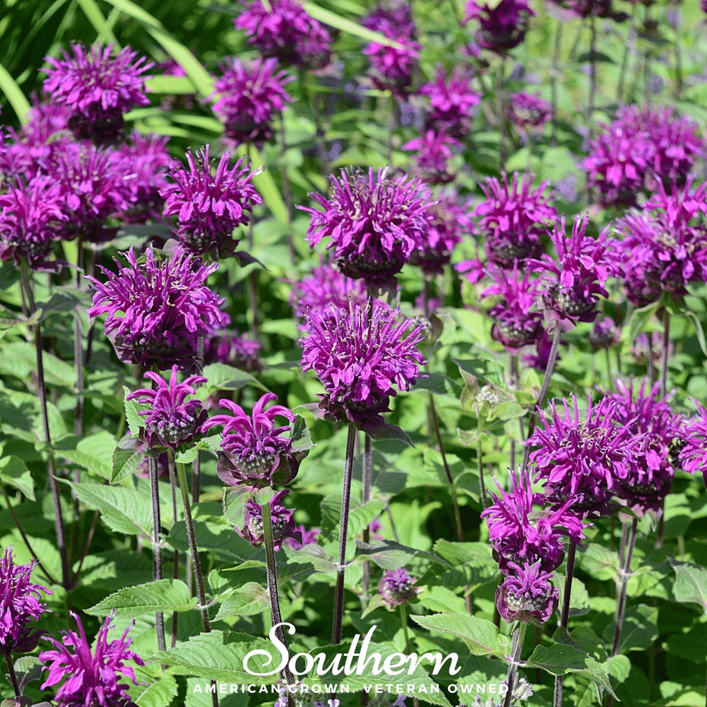 Purple Bee Balm – 50 Seeds Southern Seeds