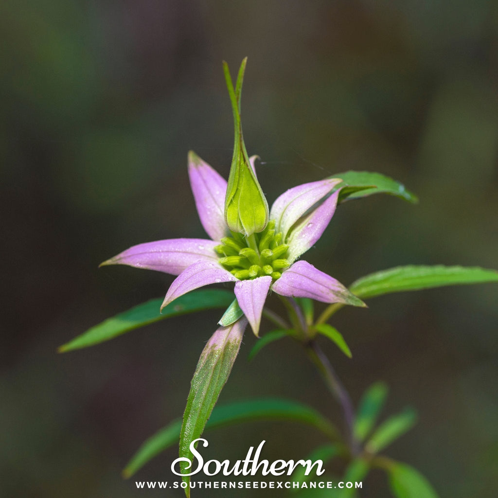 Spotted Bee Balm (Horsemint) – 50 Seeds Southern Seeds