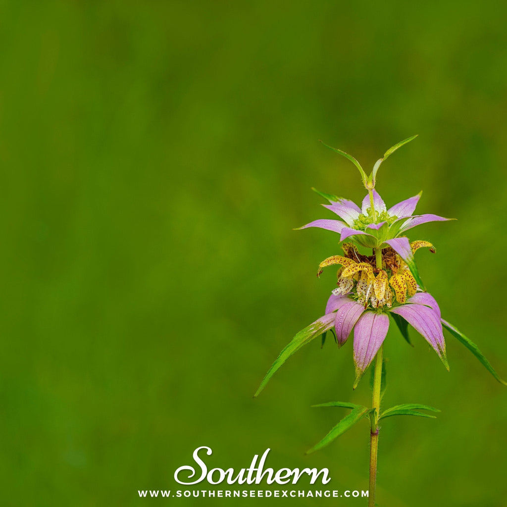 Spotted Bee Balm (Horsemint) – 50 Seeds Southern Seeds