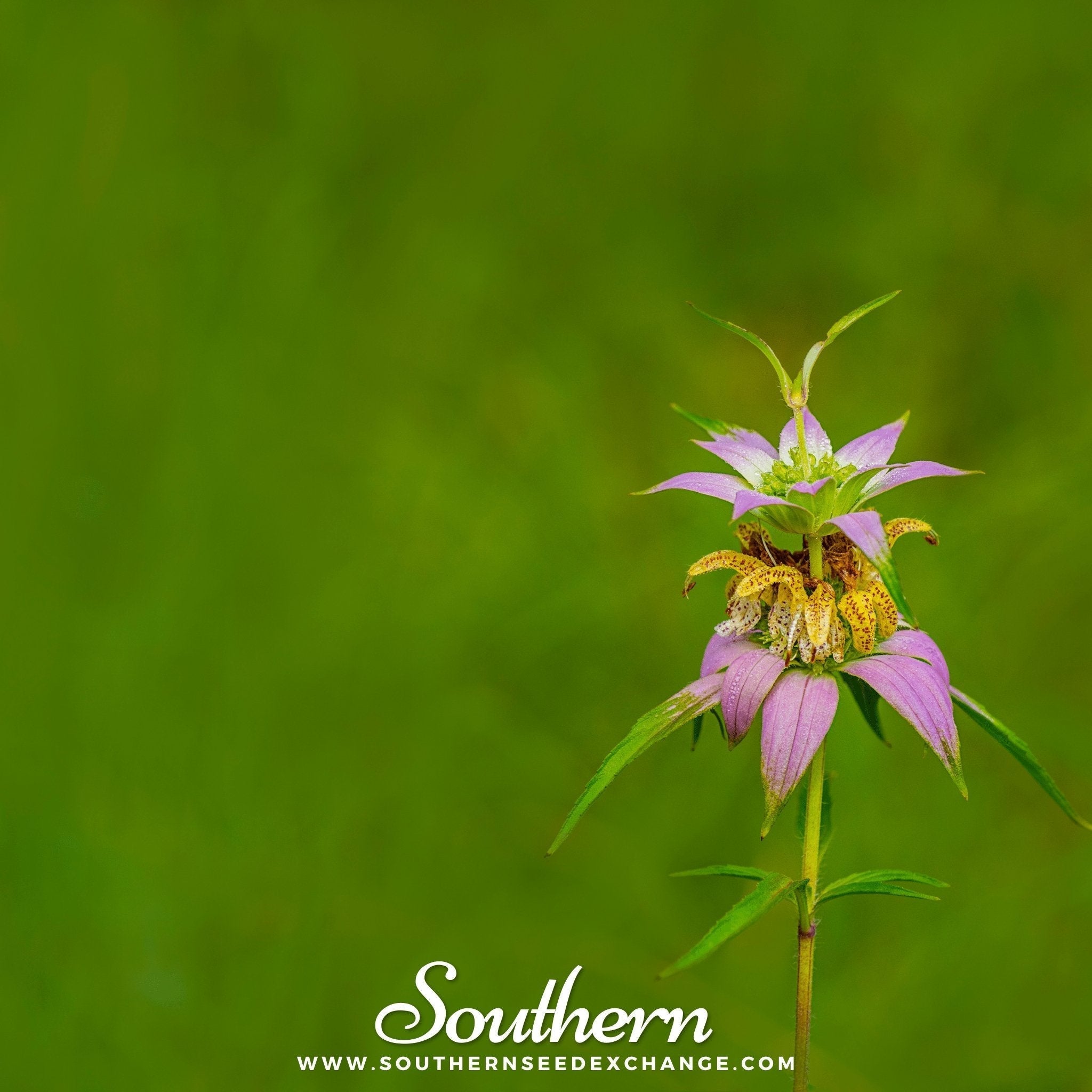 Spotted Bee Balm (Horsemint) – 50 Seeds Southern Seeds