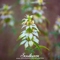 Spotted Bee Balm (Horsemint) – 50 Seeds Southern Seeds