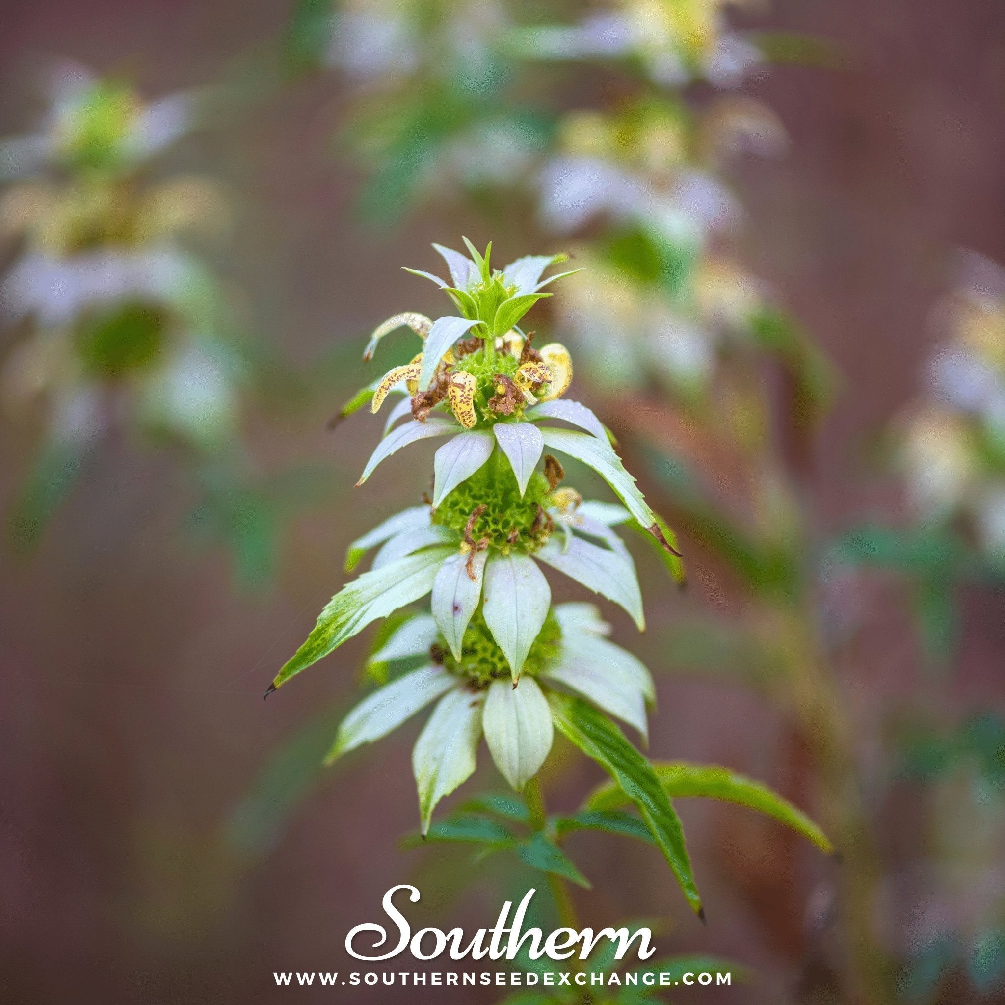 Spotted Bee Balm (Horsemint) – 50 Seeds Southern Seeds