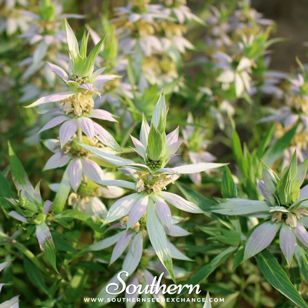 Spotted Bee Balm (Horsemint) – 50 Seeds Southern Seeds