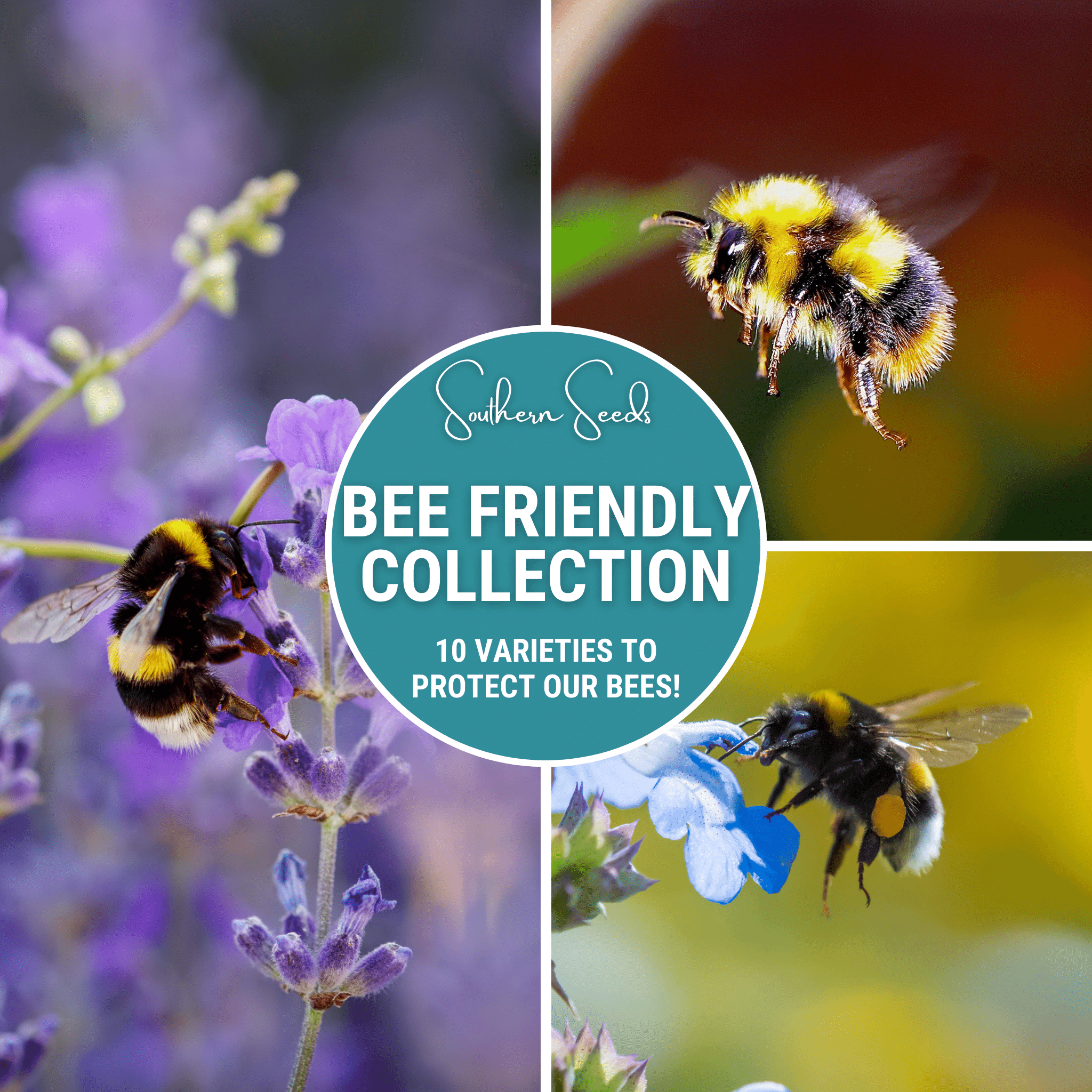 Bee Friendly Collection – 10 Flower Varieties Southern Seeds