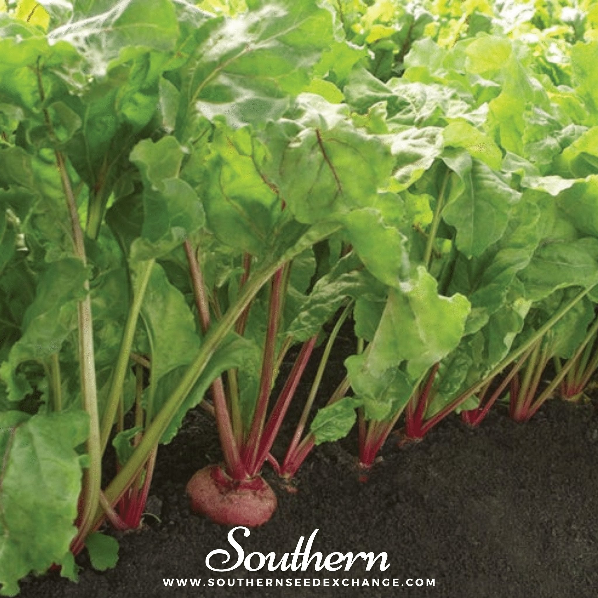 Chioggia Beet – 100 Seeds Southern Seeds