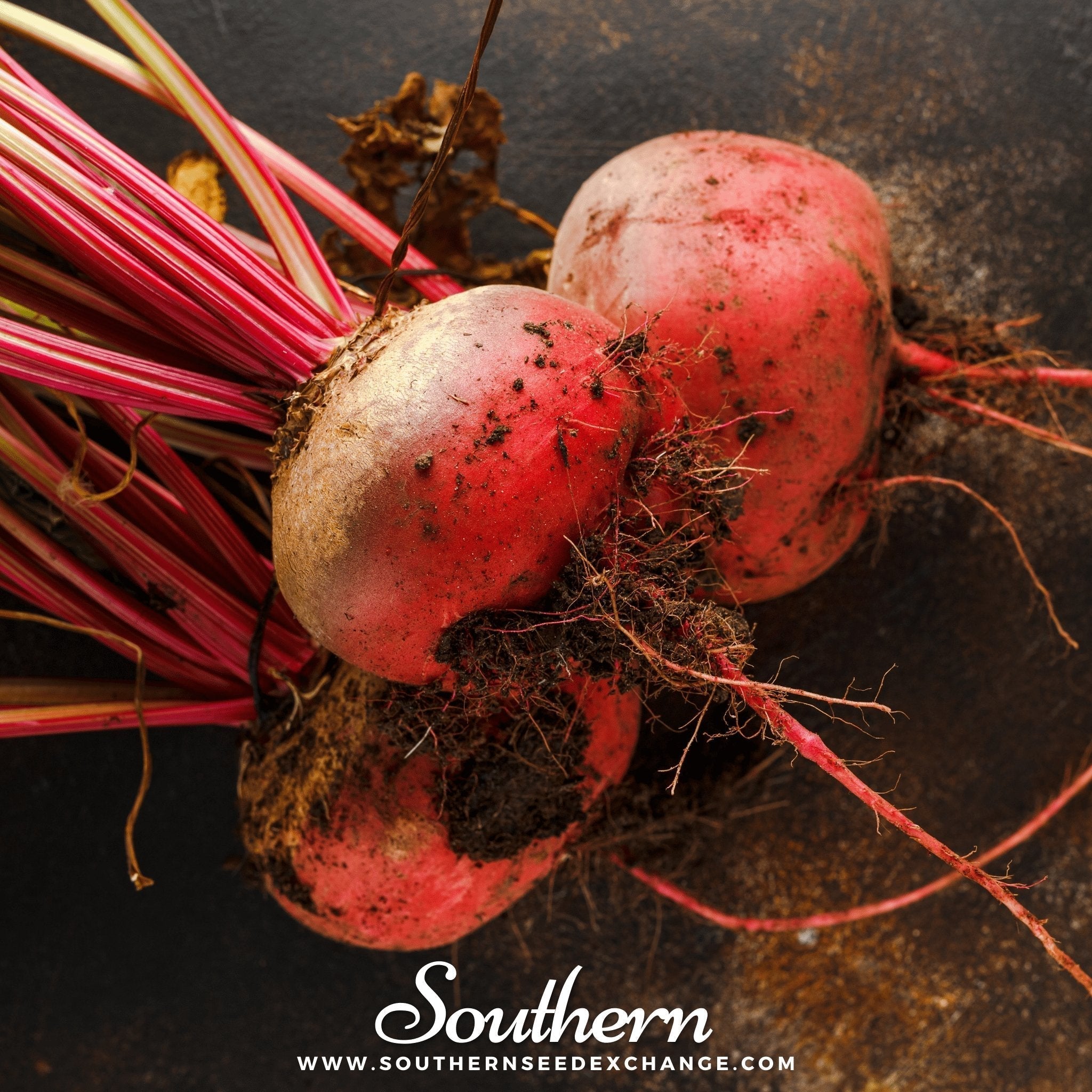 Chioggia Beet – 100 Seeds Southern Seeds