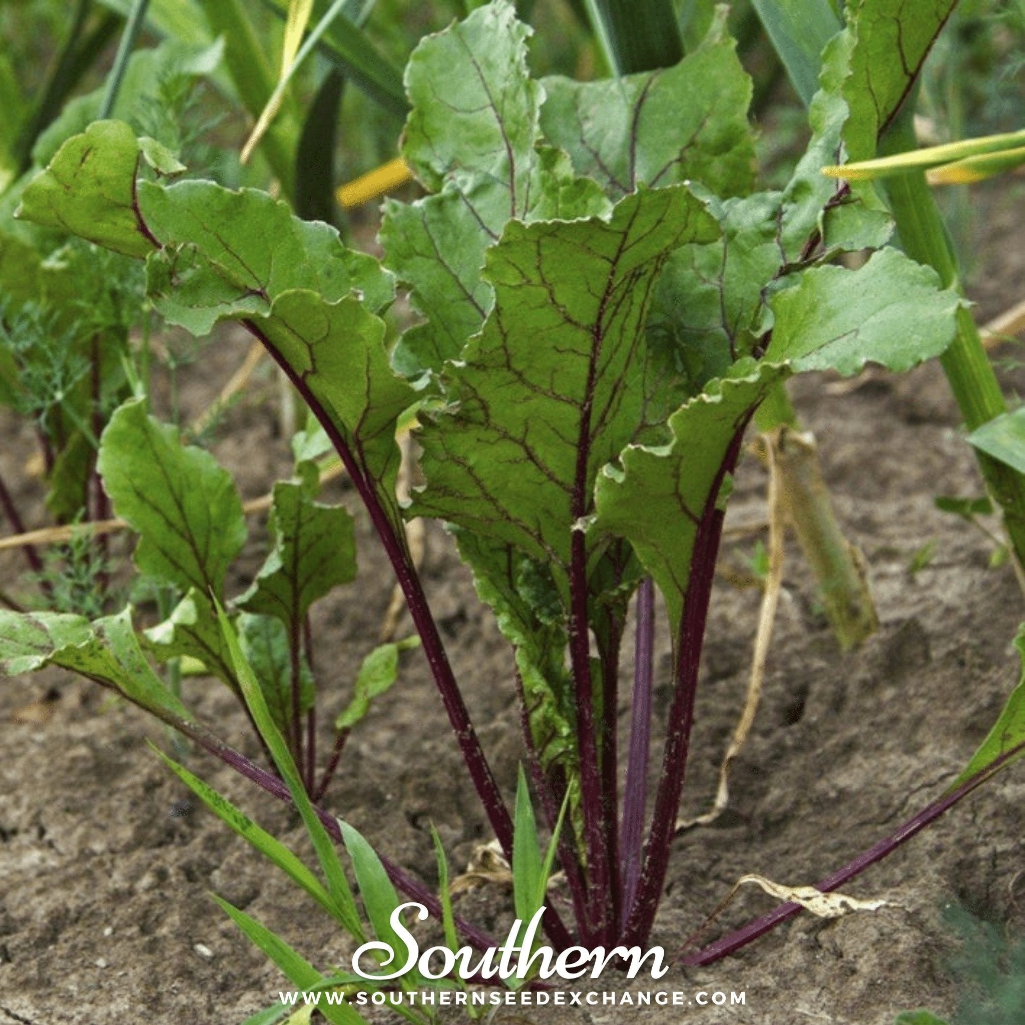 Crosby’s Egyptian Beet – 100 Seeds Southern Seeds