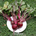 Crosby’s Egyptian Beet – 100 Seeds Southern Seeds