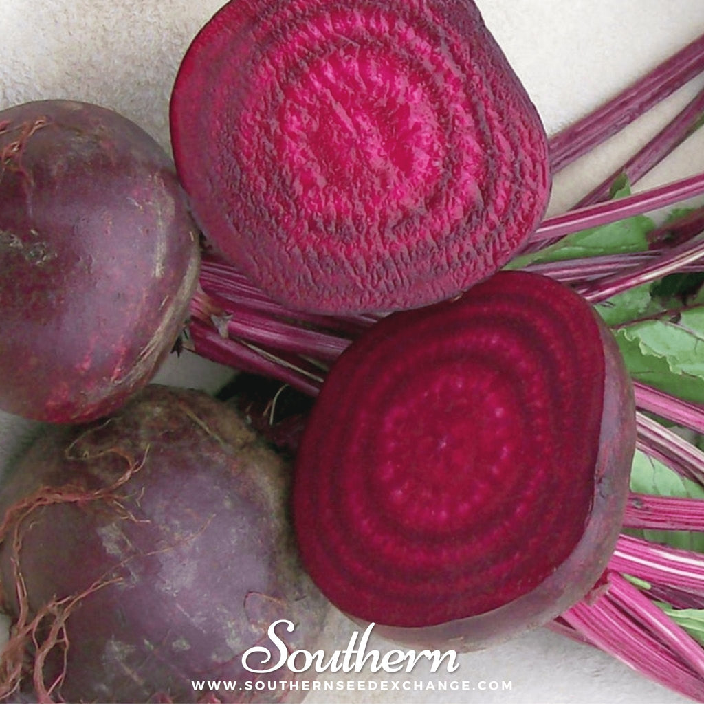 Crosby’s Egyptian Beet – 100 Seeds Southern Seeds
