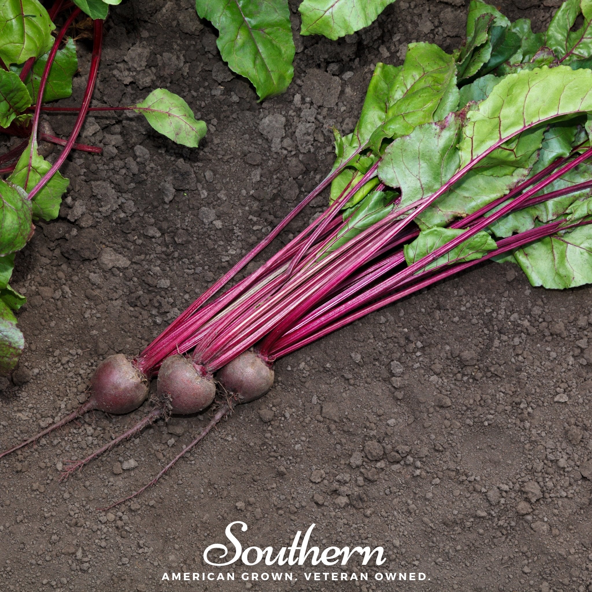 Detroit Dark Red Beet – 200 Seeds Southern Seeds