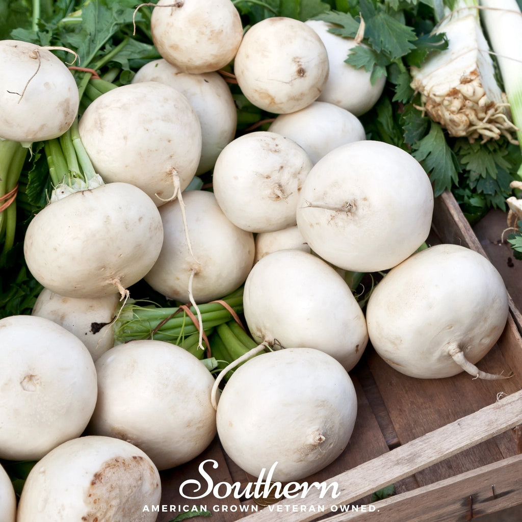 Detroit White Beet – 200 Seeds Southern Seeds