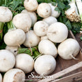 Detroit White Beet – 200 Seeds Southern Seeds