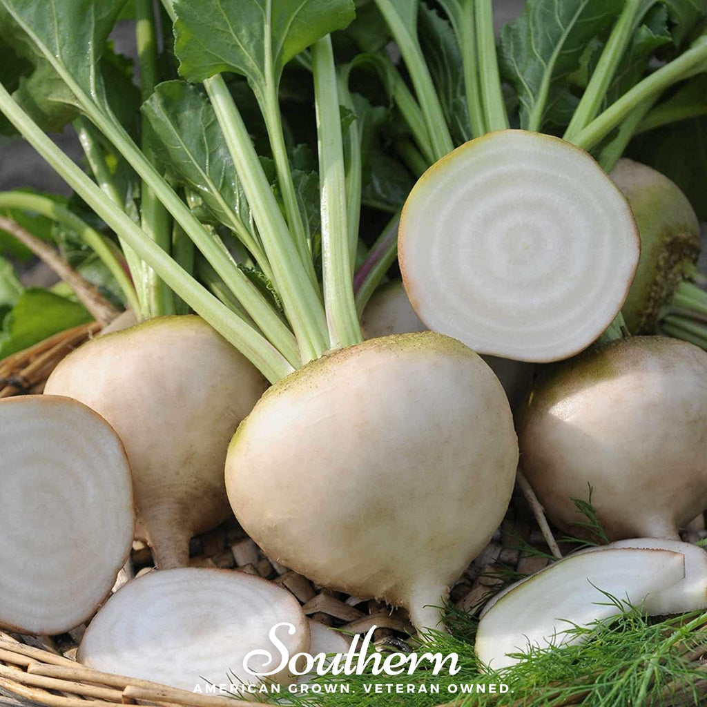 Detroit White Beet – 200 Seeds Southern Seeds