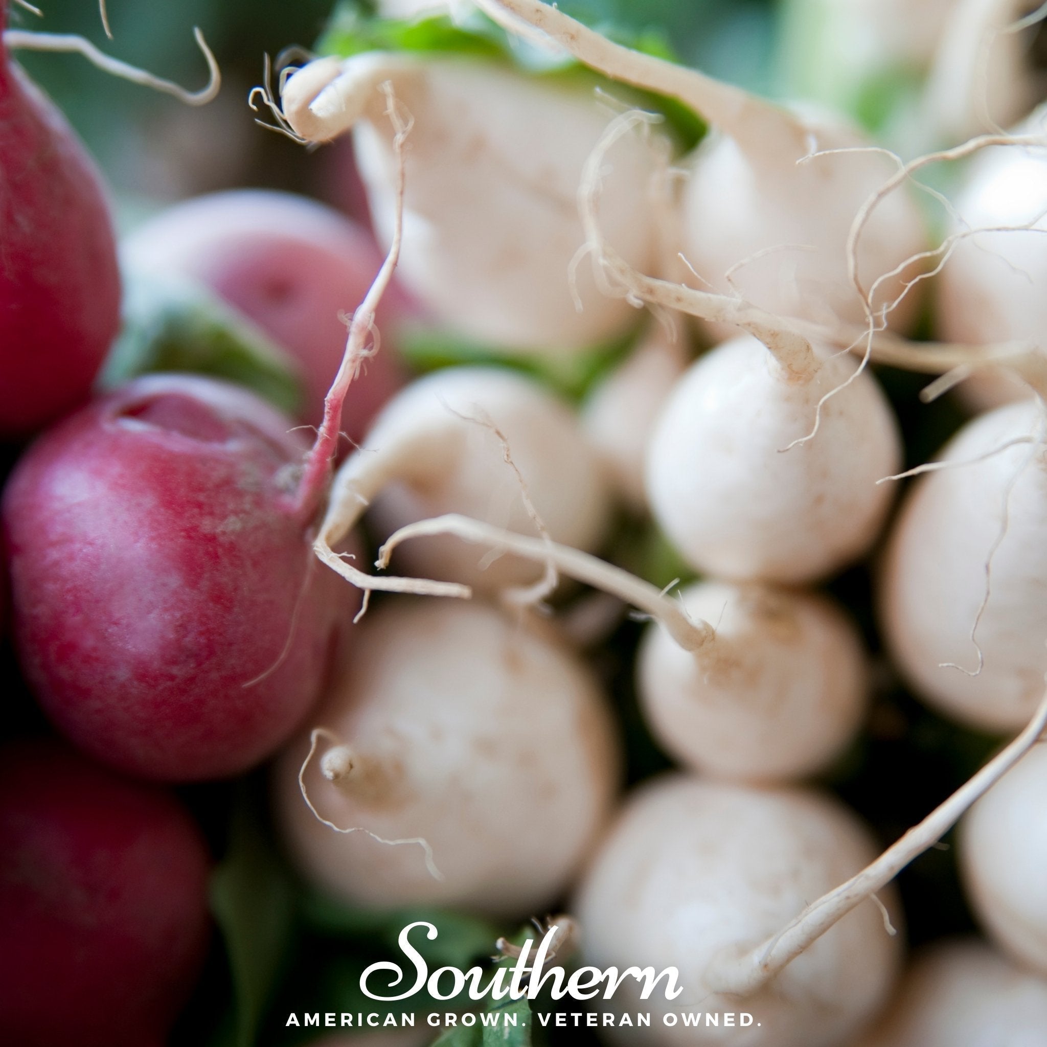 Detroit White Beet – 200 Seeds Southern Seeds