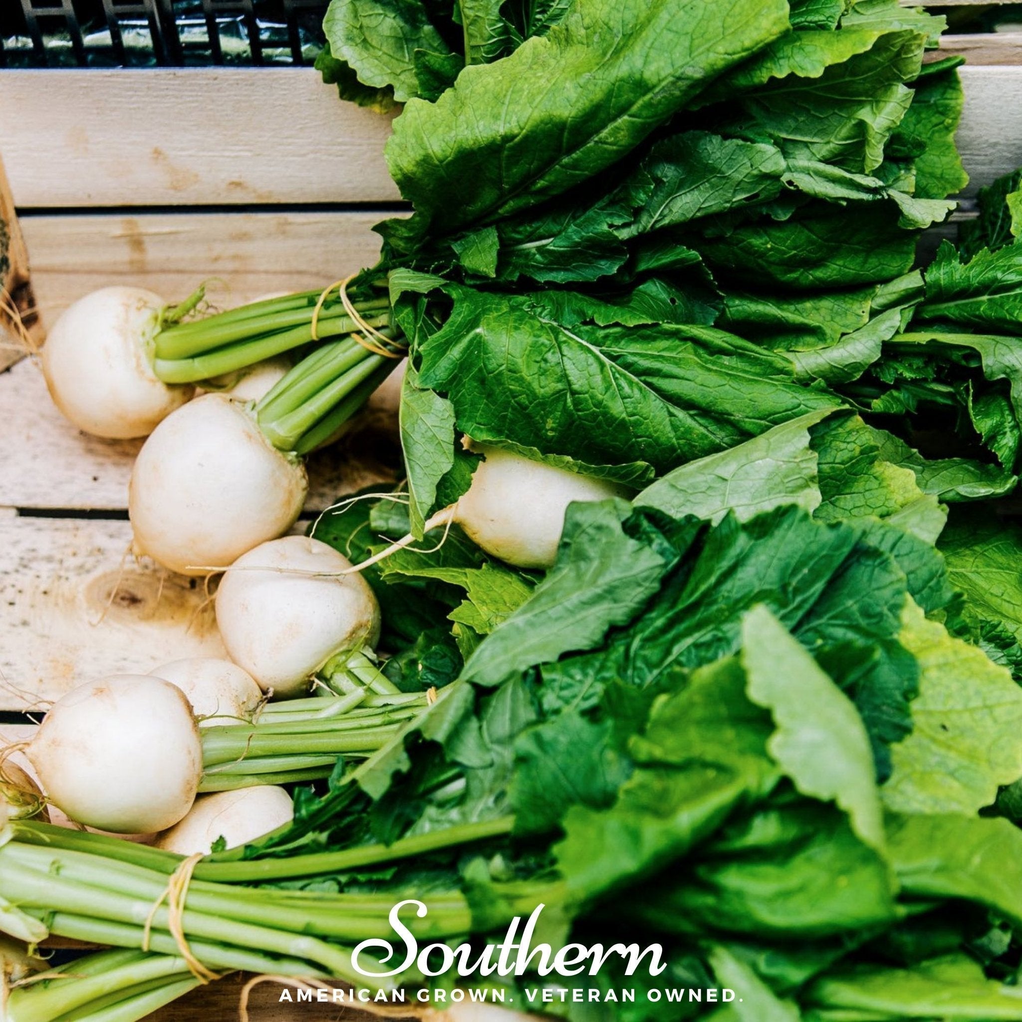 Detroit White Beet – 200 Seeds Southern Seeds