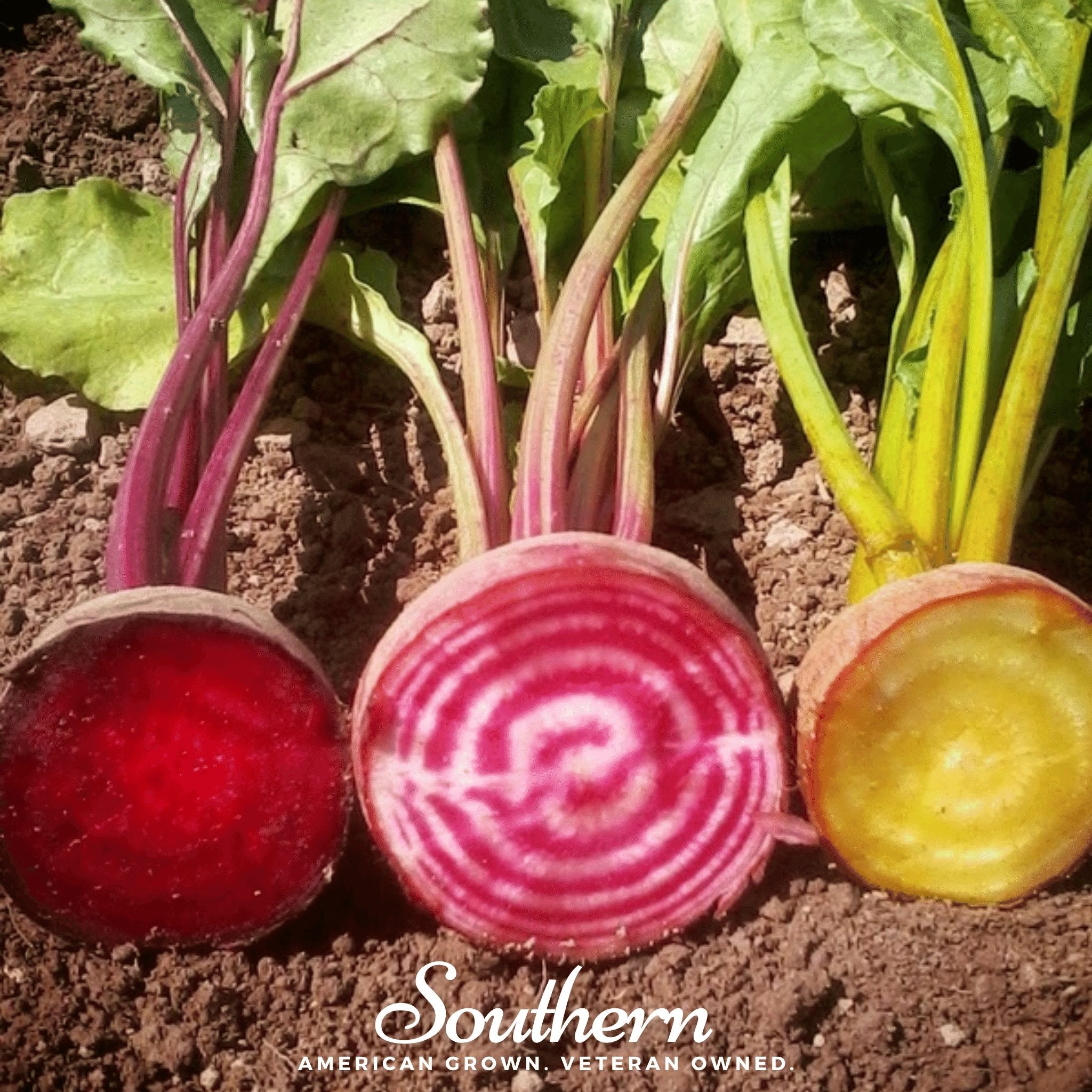 Gourmet Blend Beet – 50 Seeds Southern Seeds