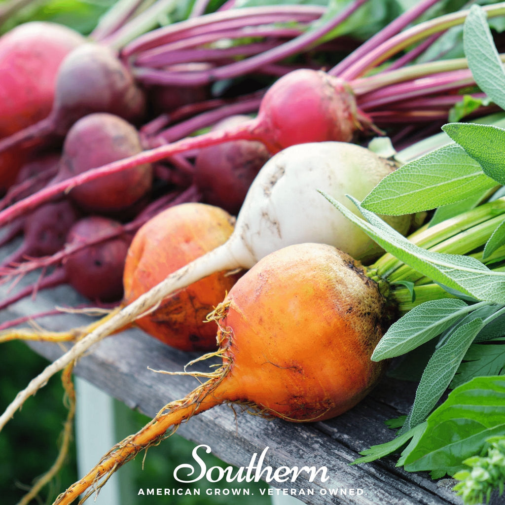 Gourmet Blend Beet – 50 Seeds Southern Seeds