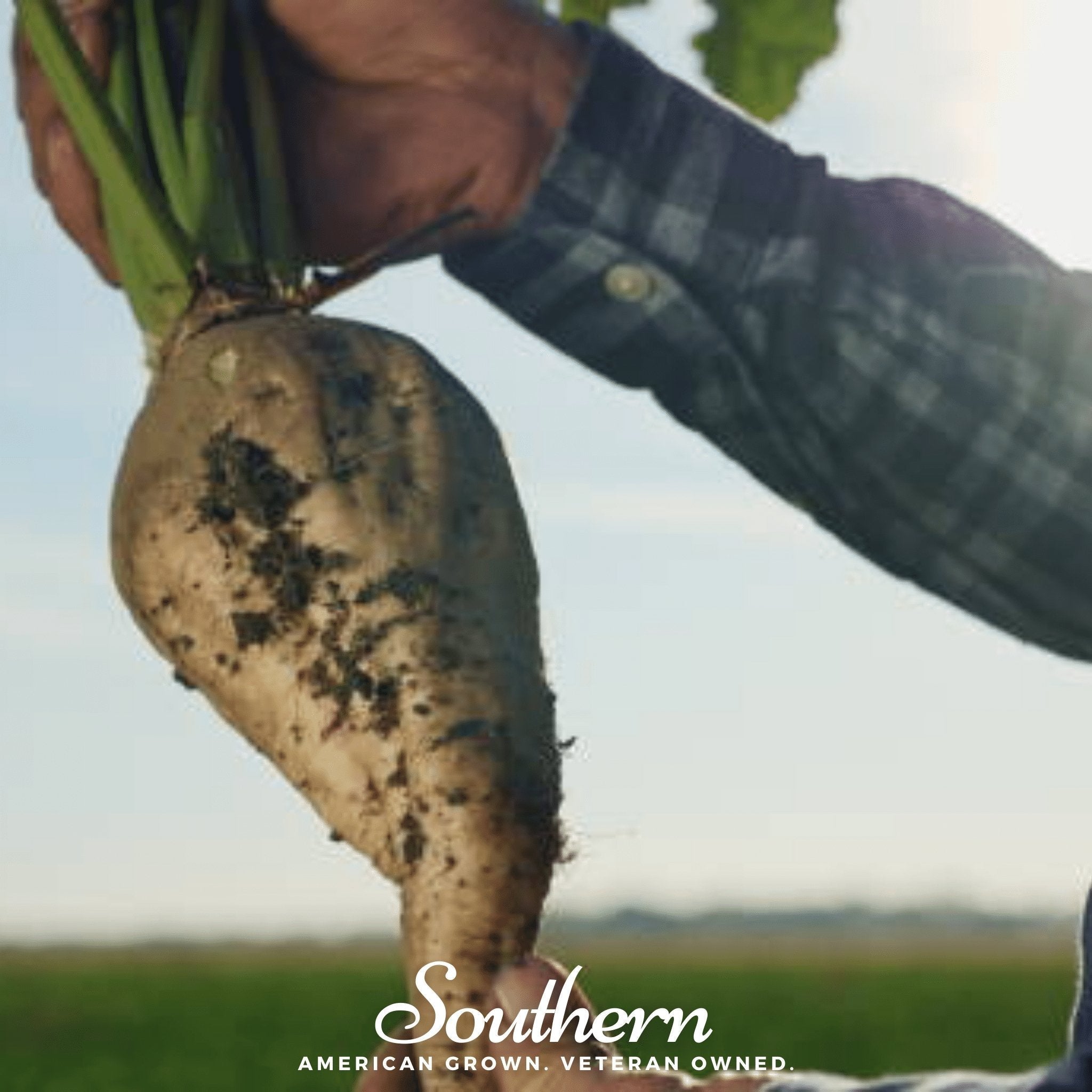 Sugar Beet – 50 Seeds Southern Seeds
