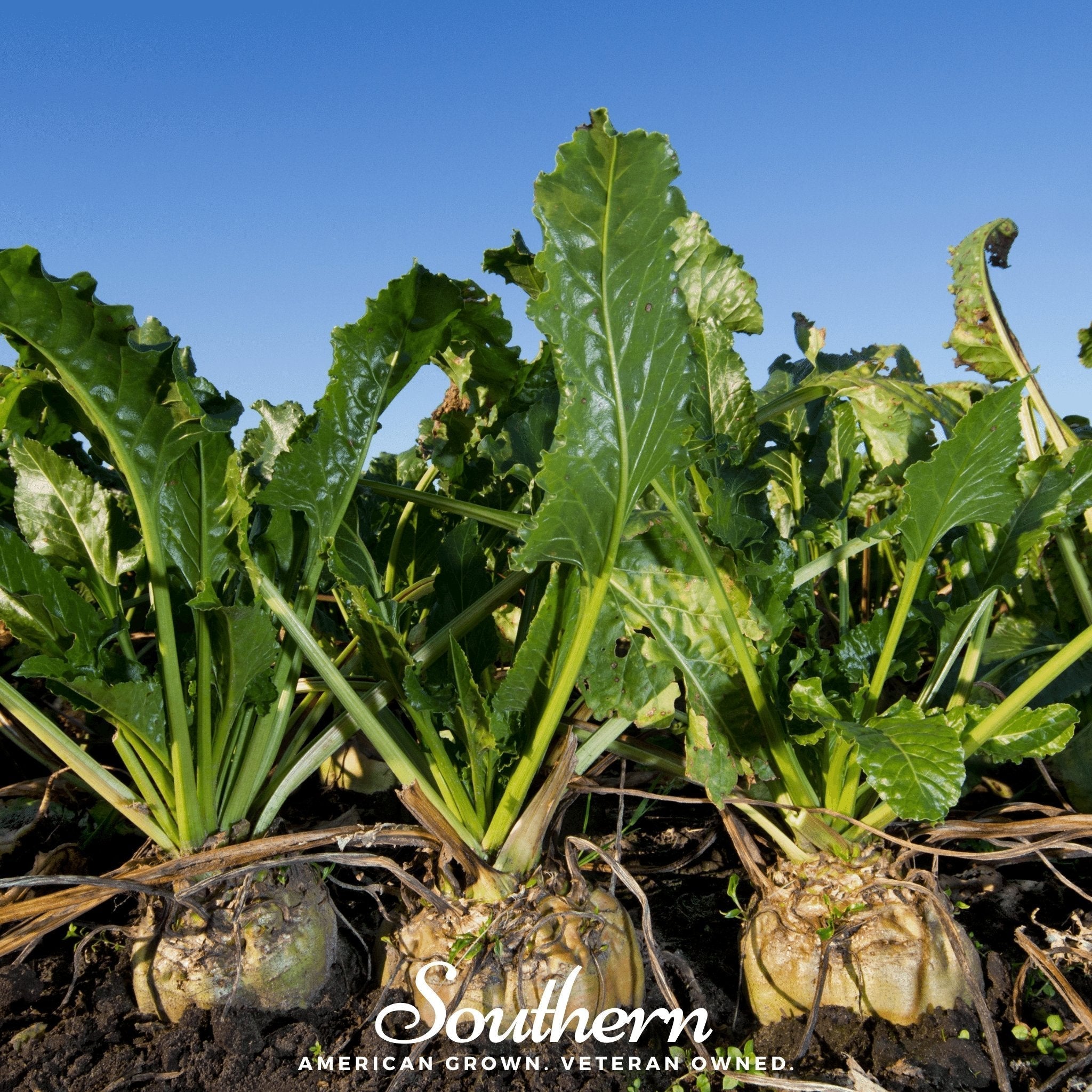 Sugar Beet – 50 Seeds Southern Seeds