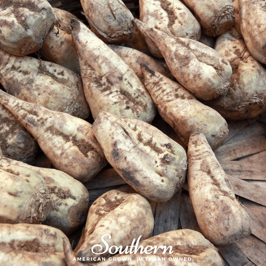 Sugar Beet – 50 Seeds Southern Seeds