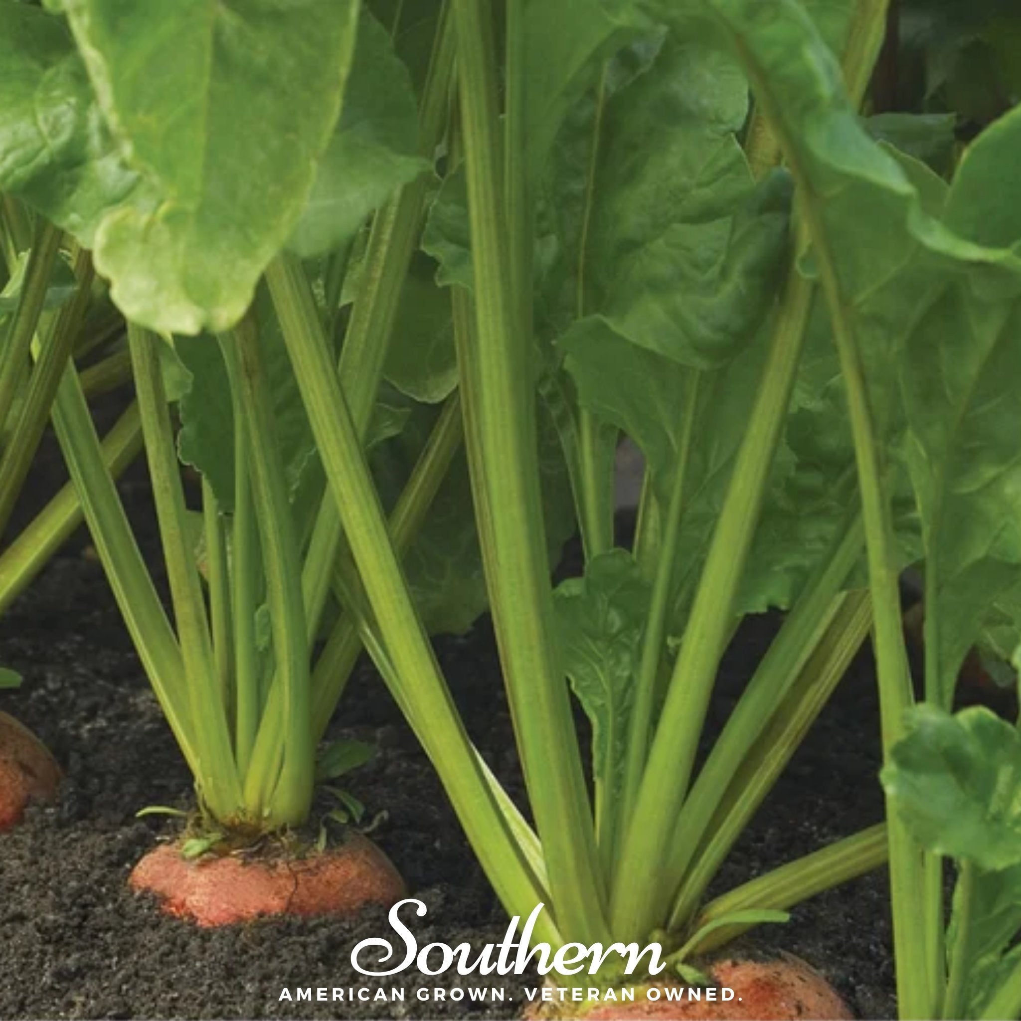 Touchstone Beet – 50 Seeds Southern Seeds