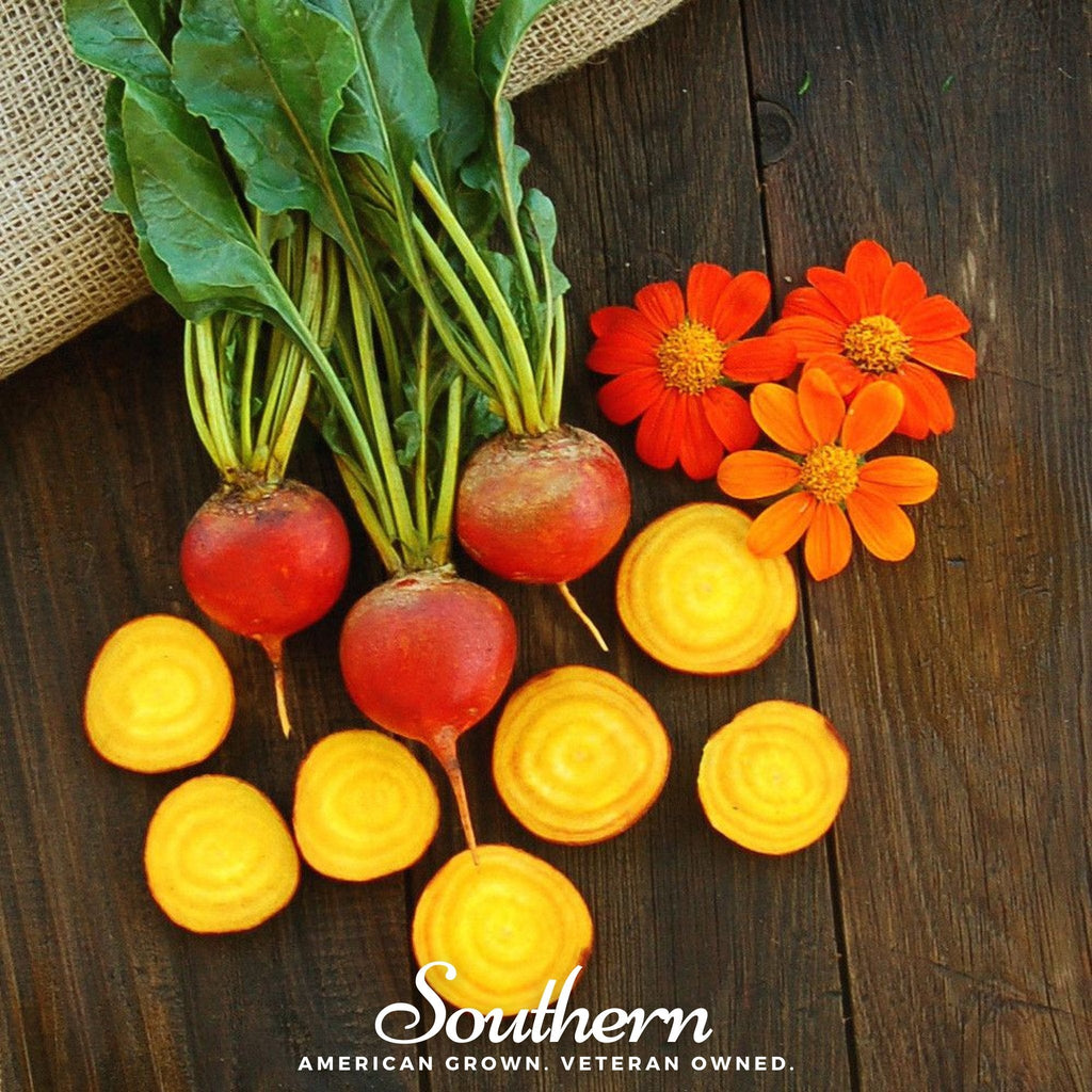 Touchstone Beet – 50 Seeds Southern Seeds