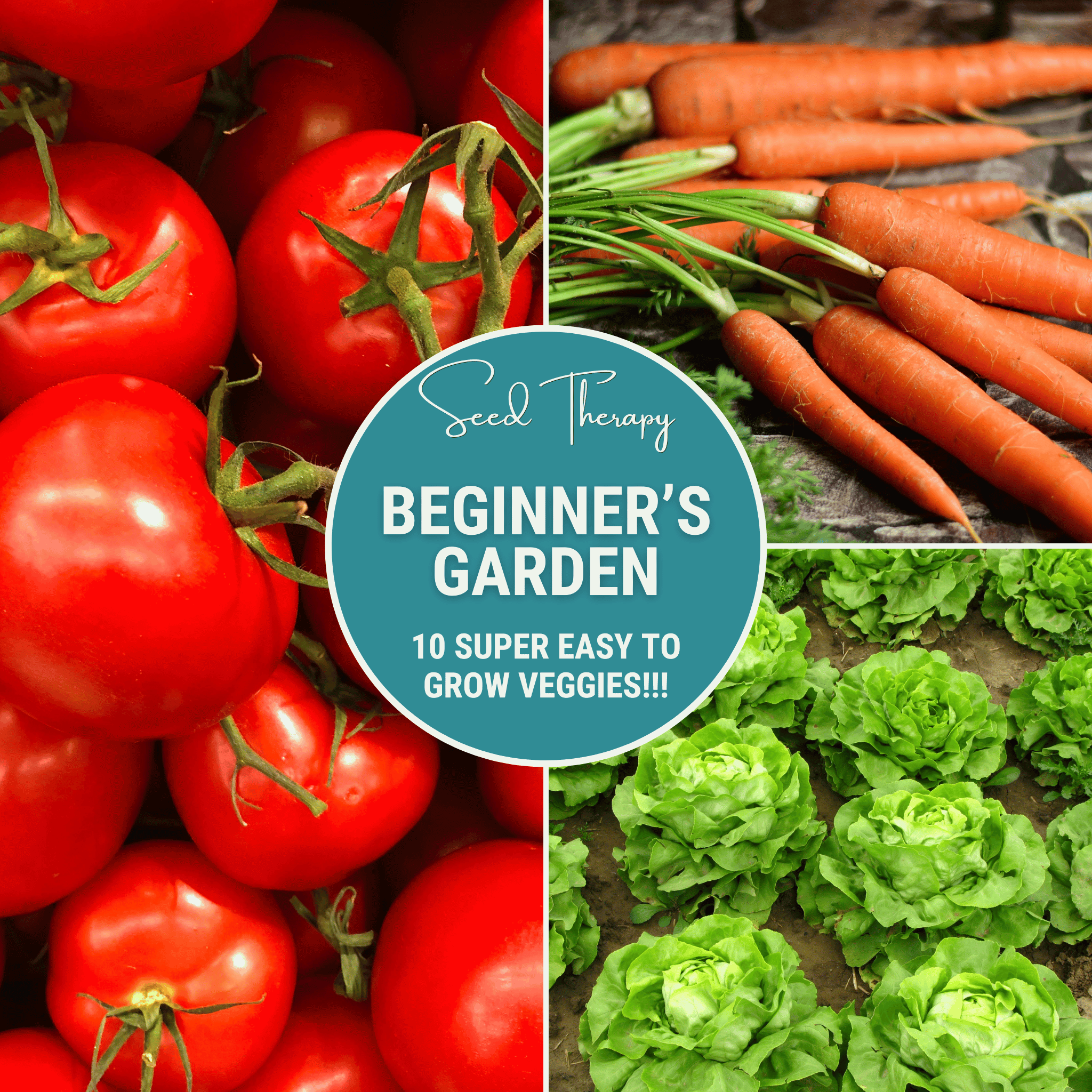 Beginner Vegetable Seed Collection – 10 Varieties Southern Seeds