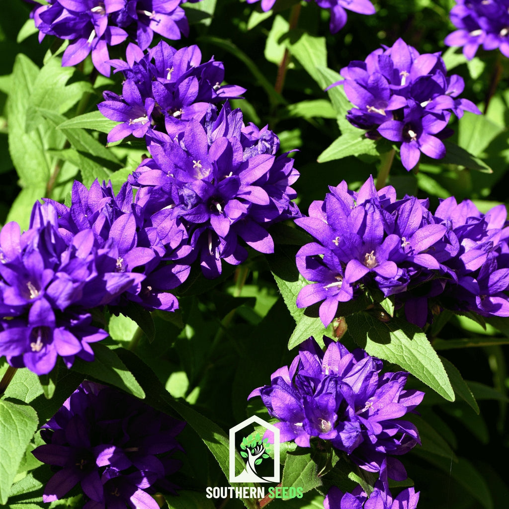 Superba Bellflower – 50 Seeds Southern Seeds