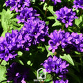 Superba Bellflower – 50 Seeds Southern Seeds