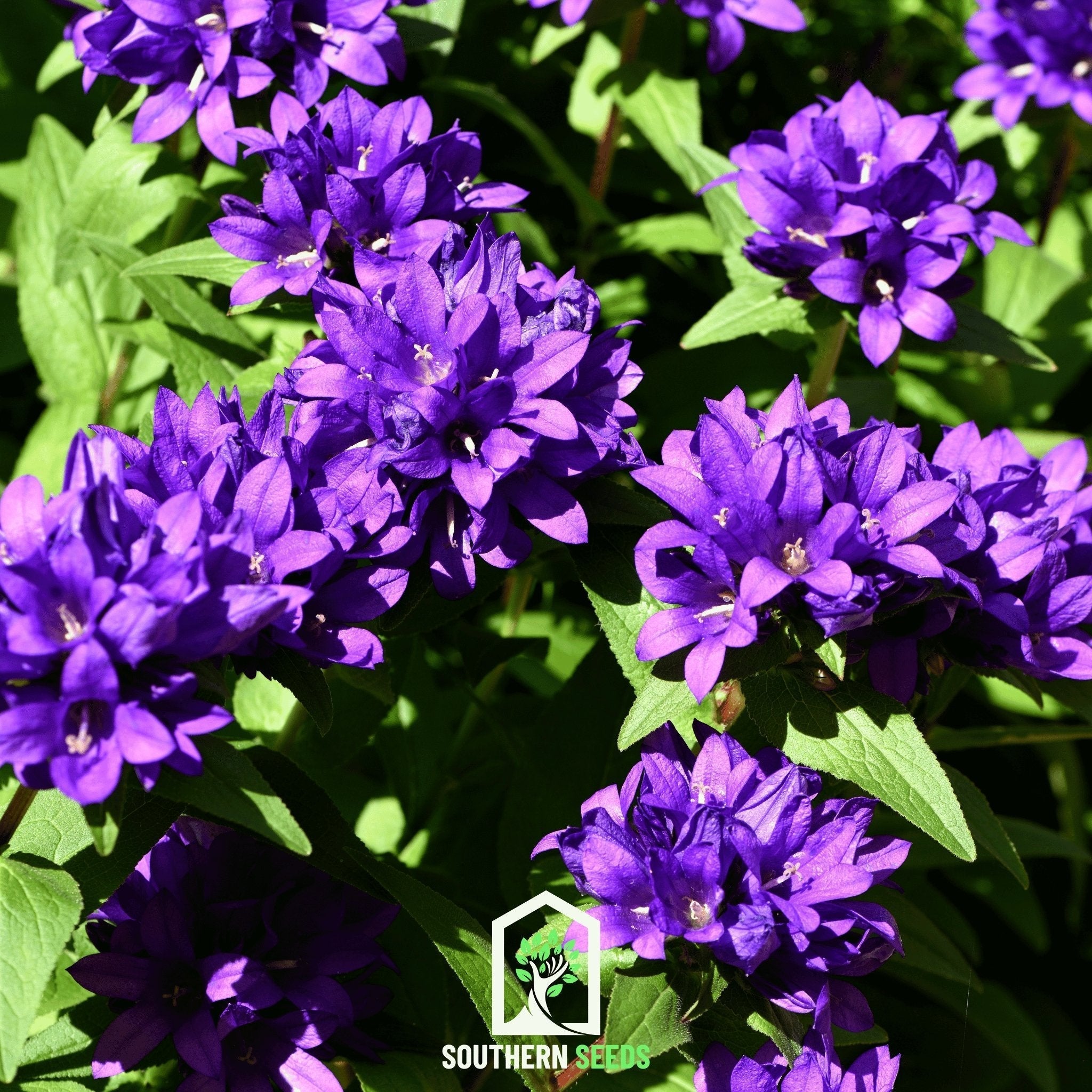 Superba Bellflower – 50 Seeds Southern Seeds