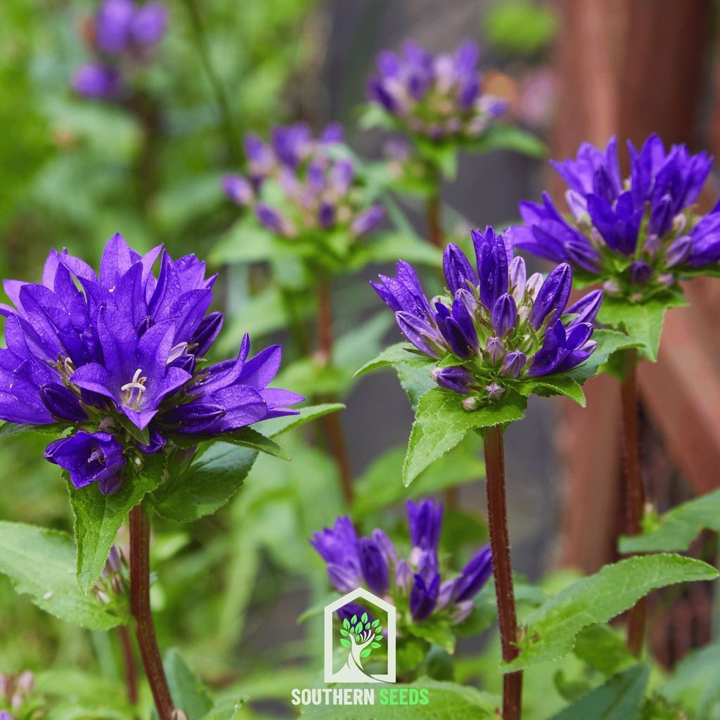 Superba Bellflower – 50 Seeds Southern Seeds