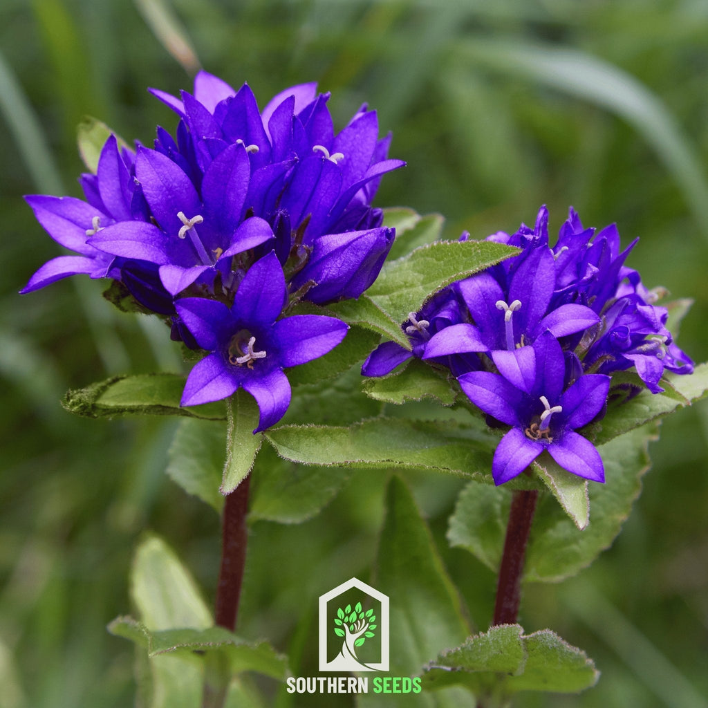 Superba Bellflower – 50 Seeds Southern Seeds