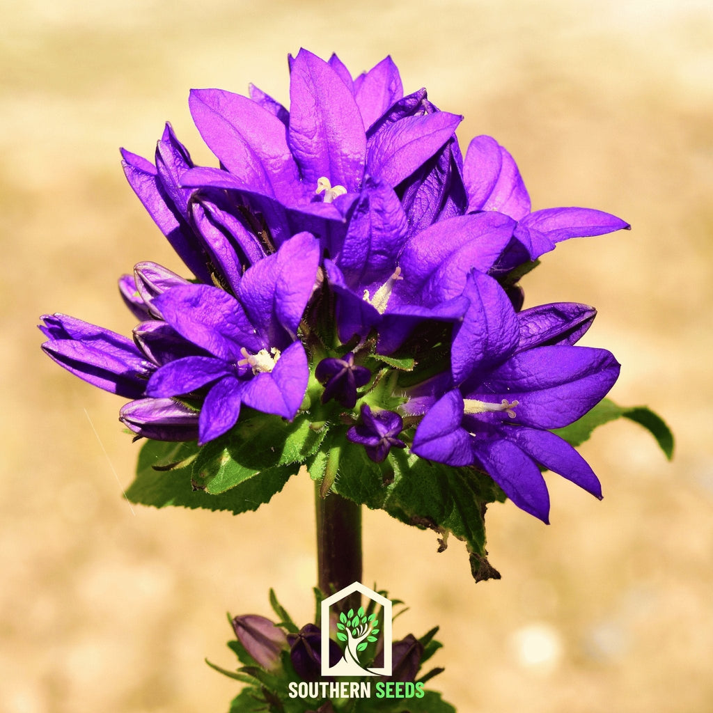 Superba Bellflower – 50 Seeds Southern Seeds